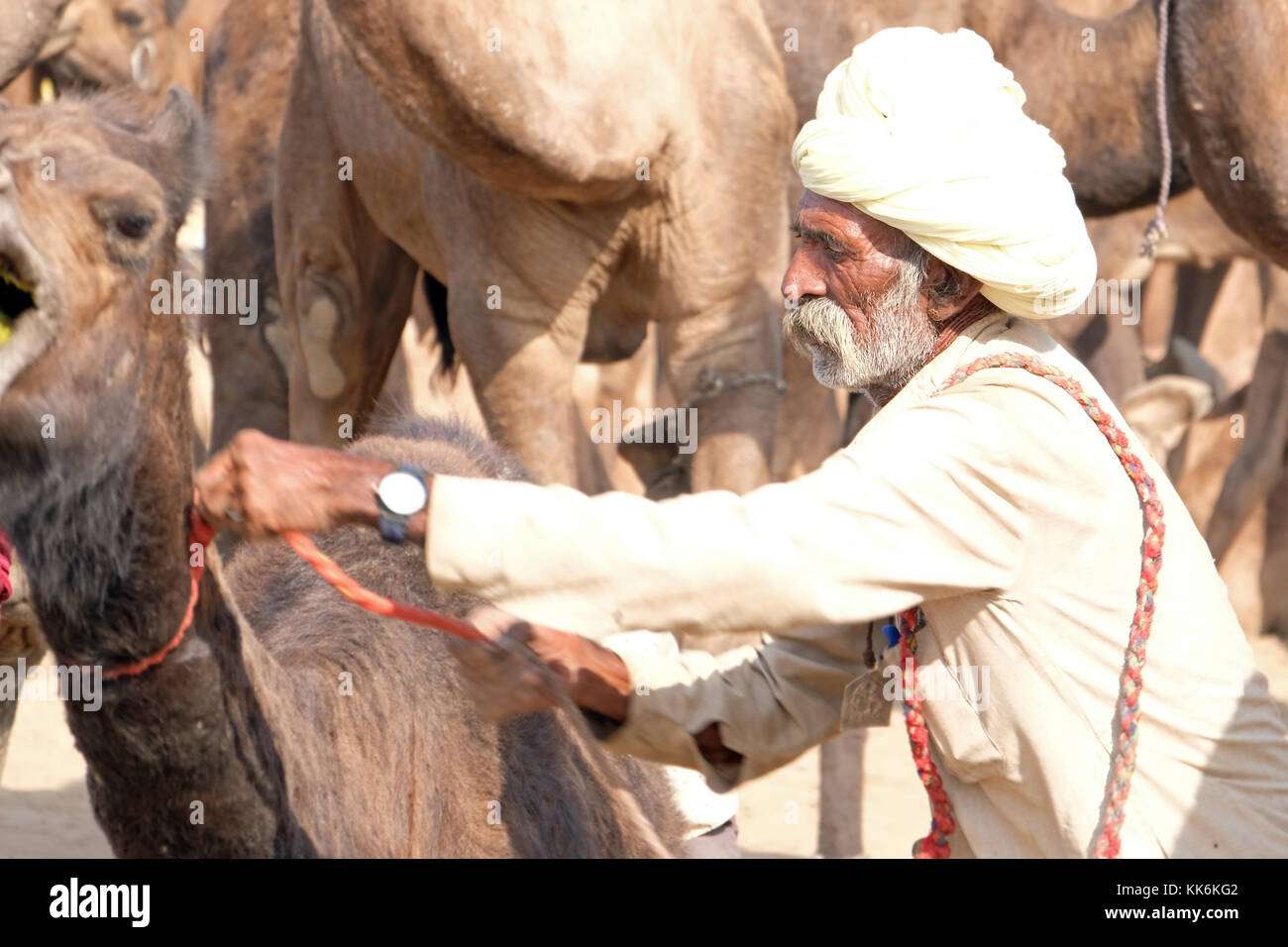 Camel herders / traders at the Pushkar Camel and Horse Fair in Pushkar, Rajasthan,India Stock Photo