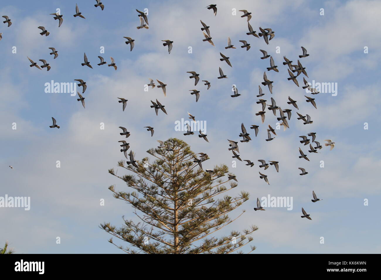 Birds flying around a tree against a blue sky. Photo by Nikki Attree Stock Photo