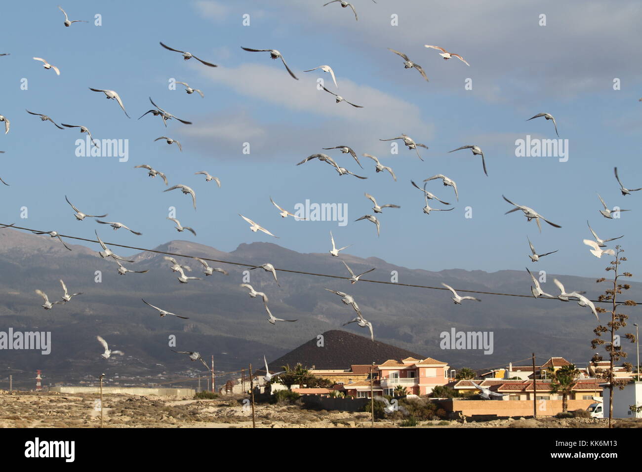 Birds flying with mountain Tiede in background the highest mountain in Spain Stock Photo