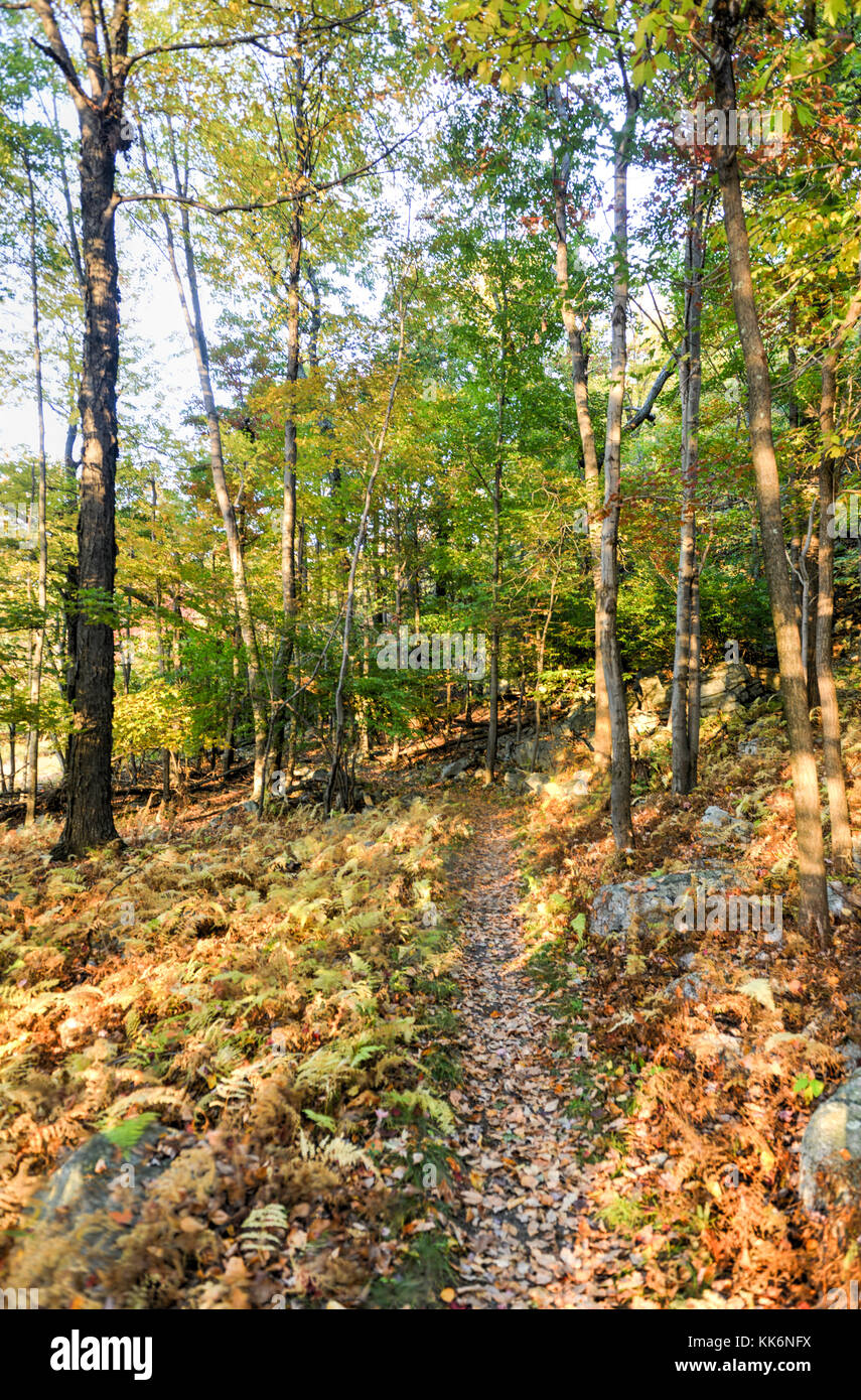 Nature in autumn in Mohonk Preserve in New Paltz, New York. Stock Photo