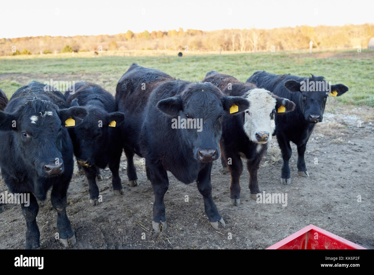 Herd of black beef cows in a winter pasture waiting for supplementary ...