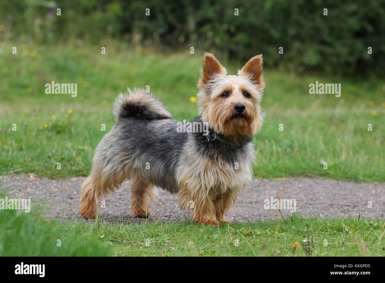 Norwich Terrier High Resolution Stock Photography And Images Alamy