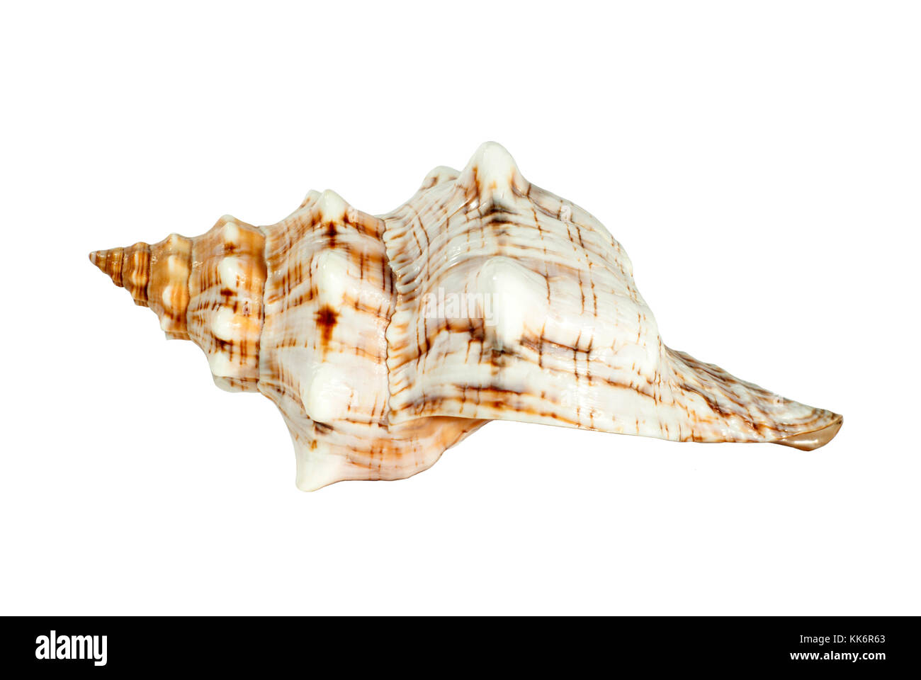 shell of a sea mollusk with picturesque bumps, pattern, stripes and specks isolated Stock Photo