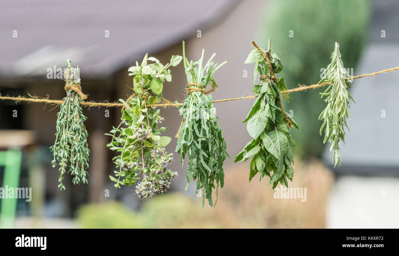 Bundles of flavoured herbs drying on the open air. Nature background. Stock Photo