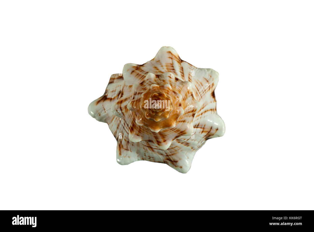 shell of a sea mollusk with picturesque bumps, pattern, stripes and specks isolated Stock Photo