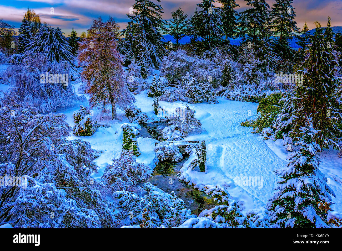 Snowy winter in a beautiful forest, branches of trees are covered with ...