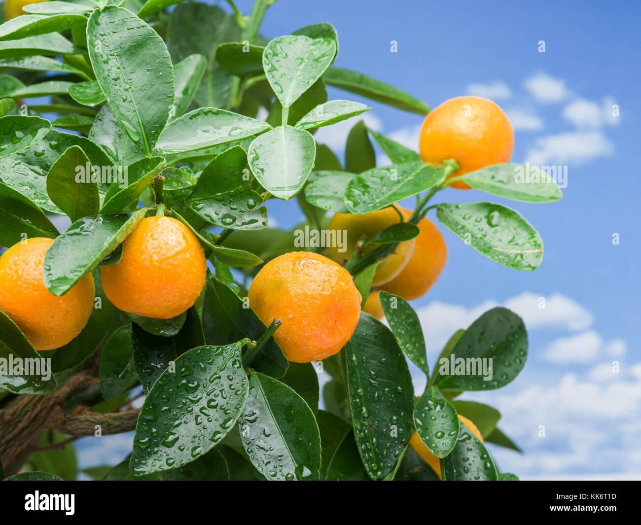 Tangerine Tree Ripe Ripe tangerine fruits on the tree. Blue sky background Stock Photo - Alamy