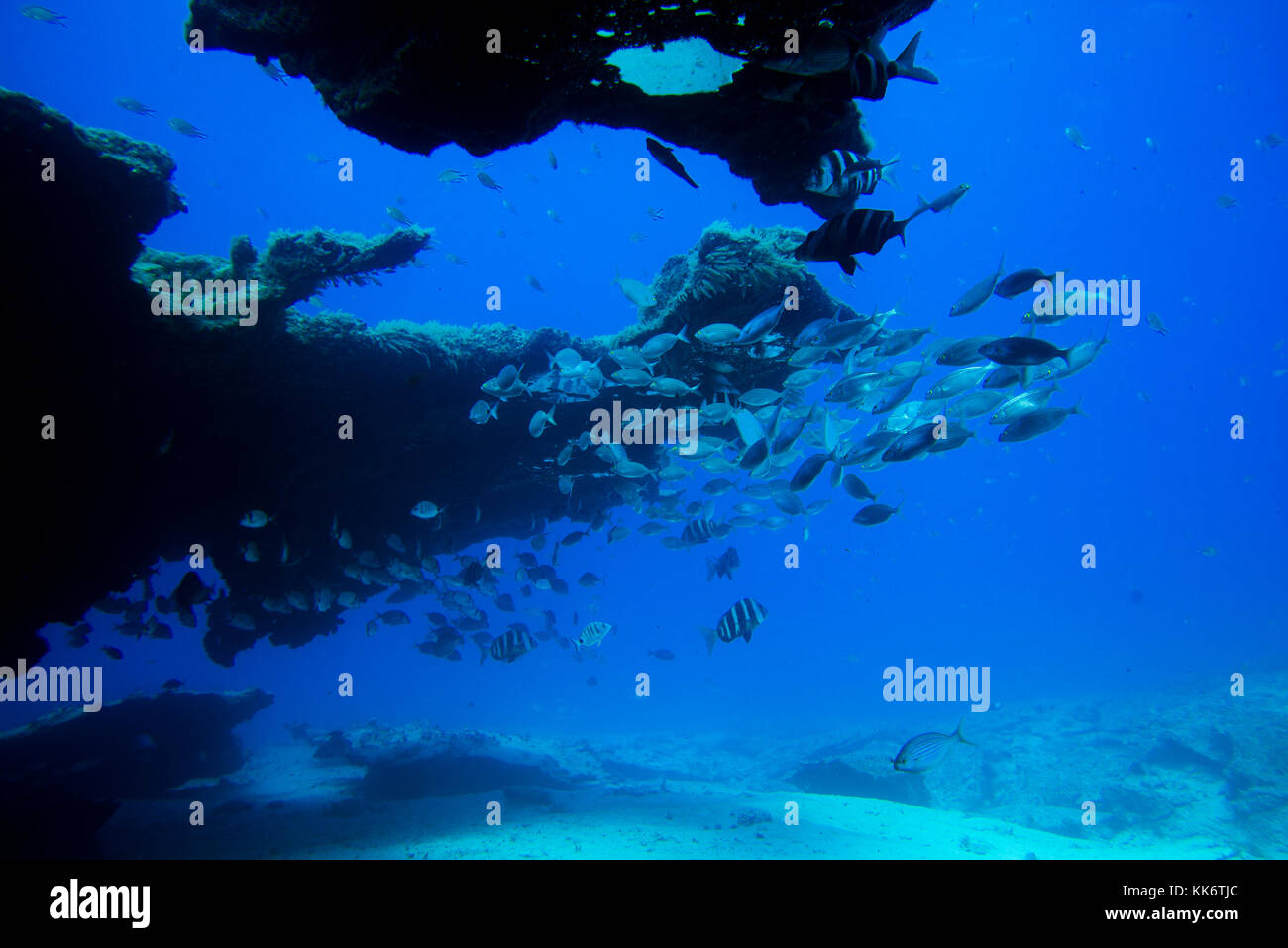 group of fishes swimming in tropical ocean, fuerteventura Stock Photo