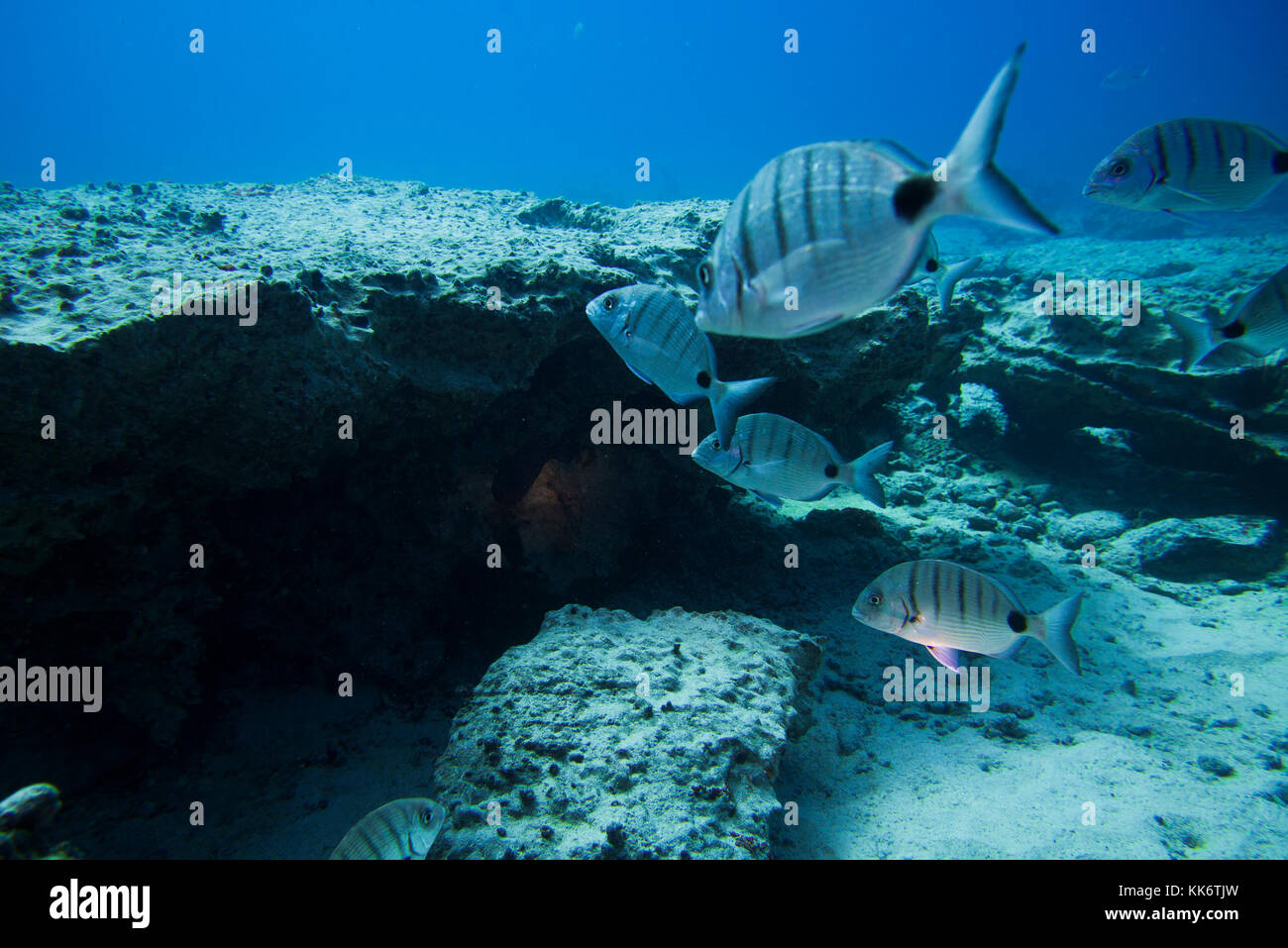 group of fishes swimming in tropical ocean, fuerteventura Stock Photo
