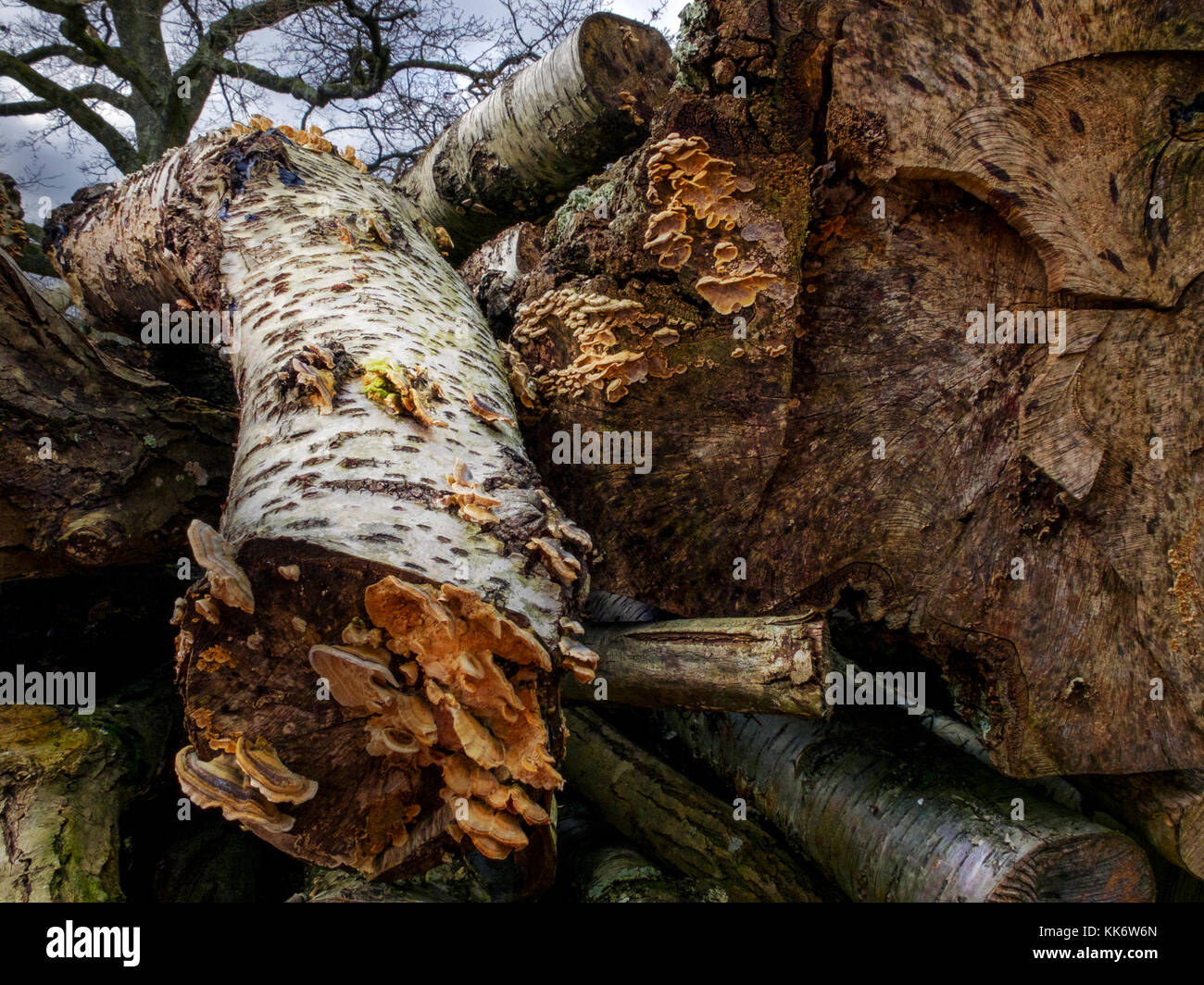 Land management, clearing areas for land regeneration Stock Photo Alamy