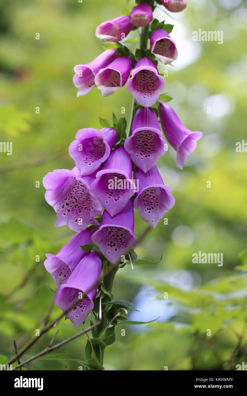 Digitalis purpurea L. in a garden Stock Photo