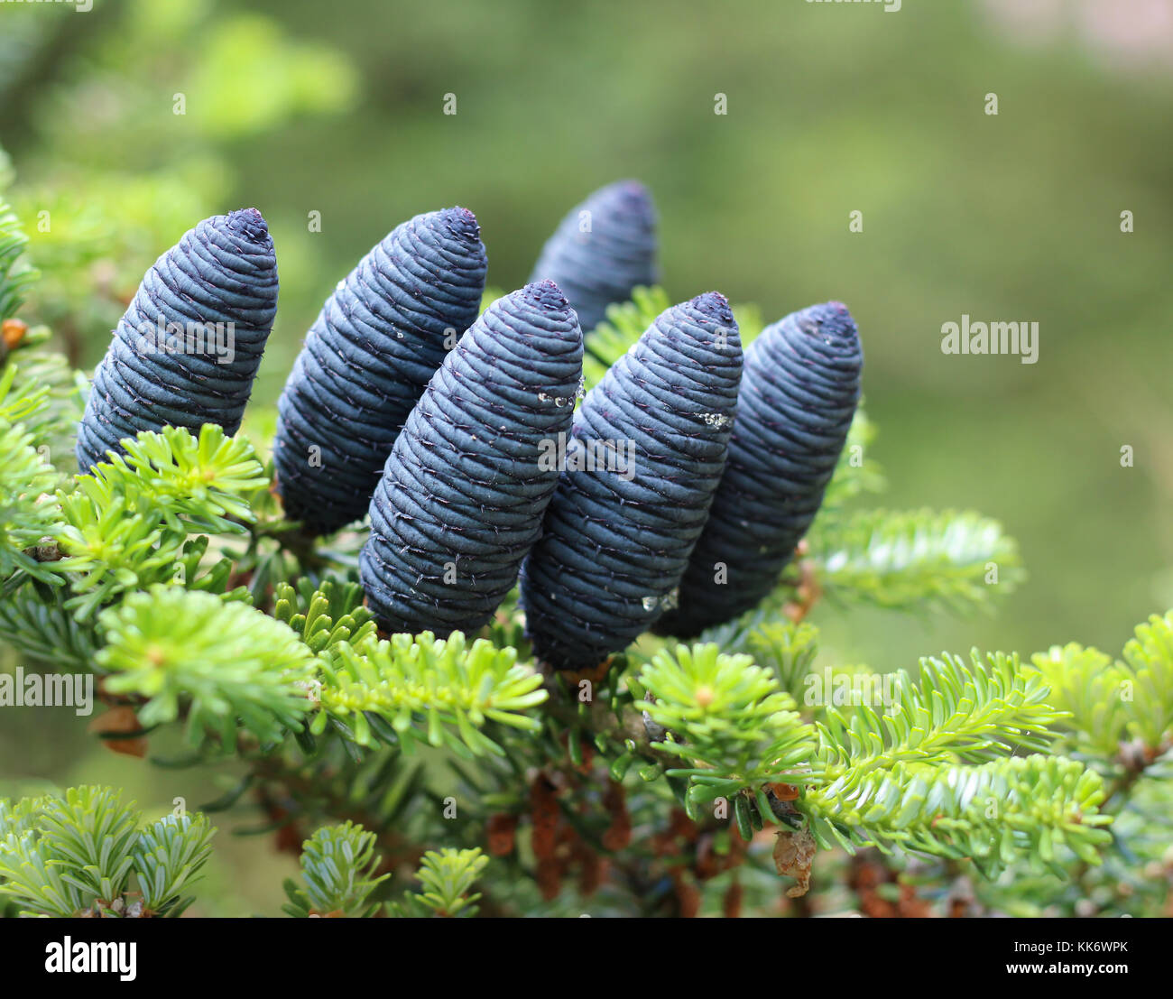 Abies koreana in a wood Stock Photo