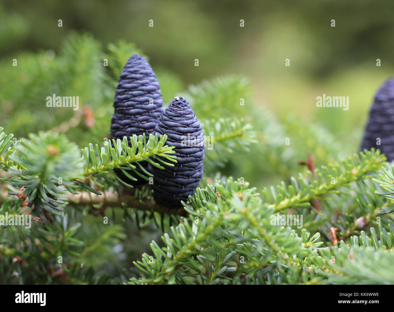 Abies koreana in a forest Stock Photo