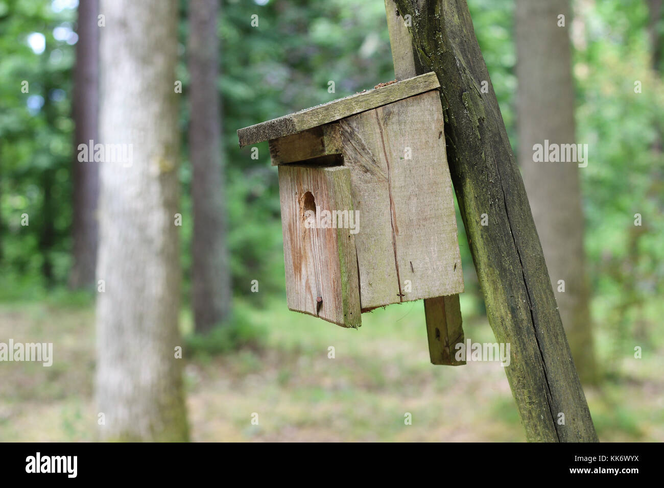 Nesting box in a forest Stock Photo - Alamy