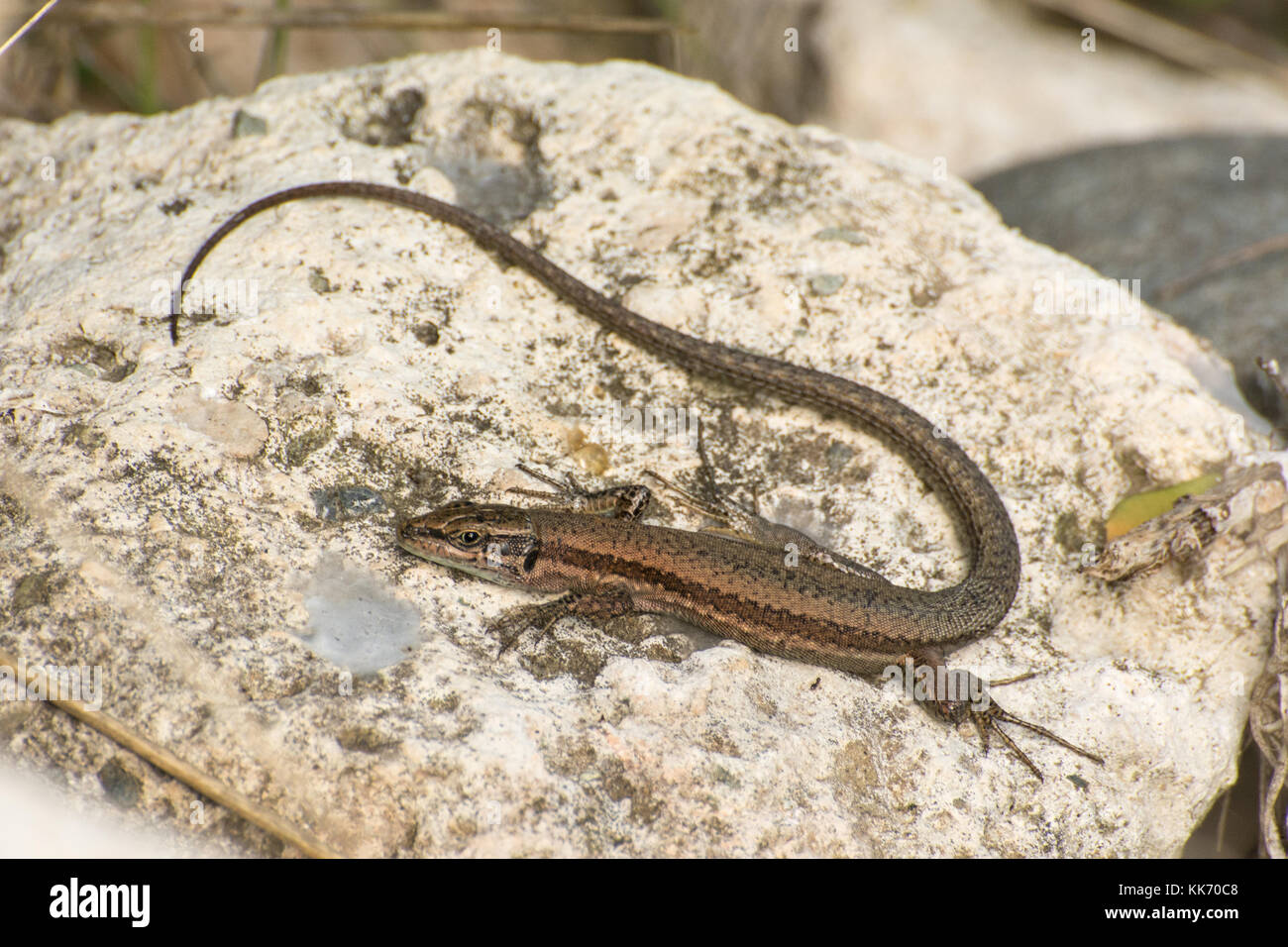 Close-up of a Troodos lizard (Troodos rock lizard, Phoenicolacerta troodica) basking in the sun on a rock in the Akamas Peninsula, Cyprus. Reptile. Stock Photo