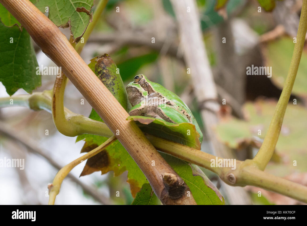 Green tree frog (Hyla savignyi) high up in a tree in Cyprus Stock Photo