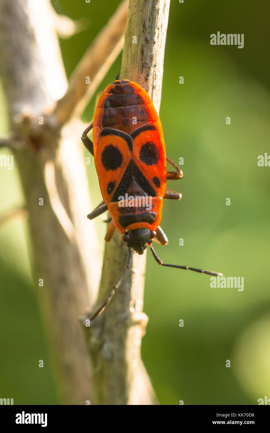 A red and black firebug insect (Pyrrhocoris apterus) on vegetation in Cyprus, Europe Stock Photo