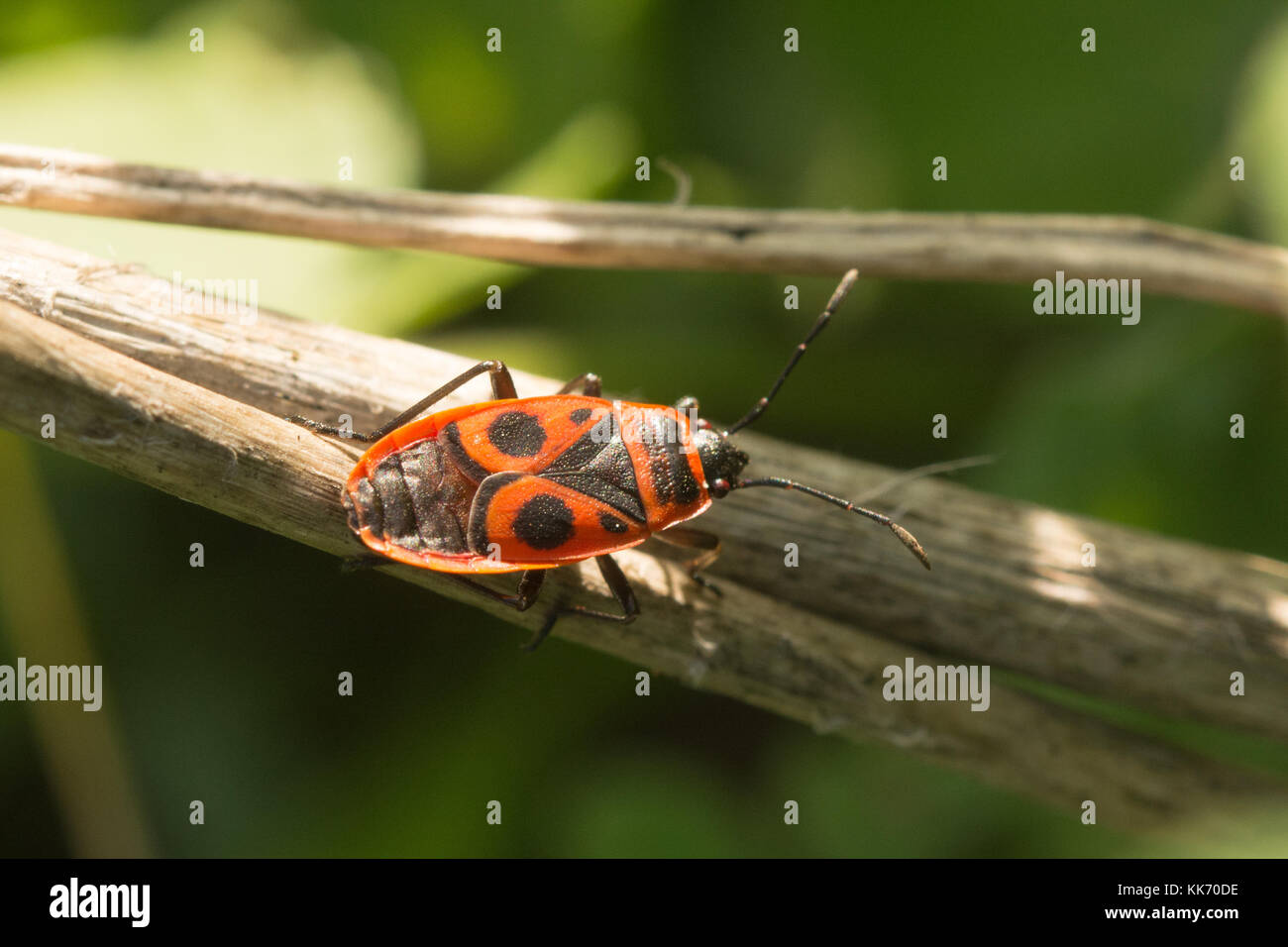 A red and black firebug insect (Pyrrhocoris apterus) on vegetation in Cyprus, Europe Stock Photo