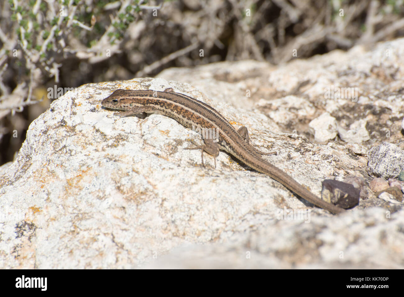 Snake-eyed lizard (snake-eyed lacertid, Ophisops elegans) in the Akamas Peninsula in Cyprus, Europe Stock Photo