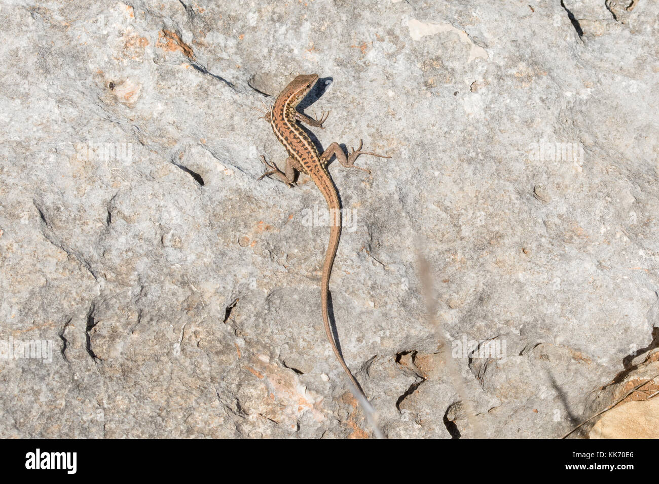 Snake-eyed lizard (snake-eyed lacertid, Ophisops elegans) in the Akamas Peninsula in Cyprus, Europe Stock Photo