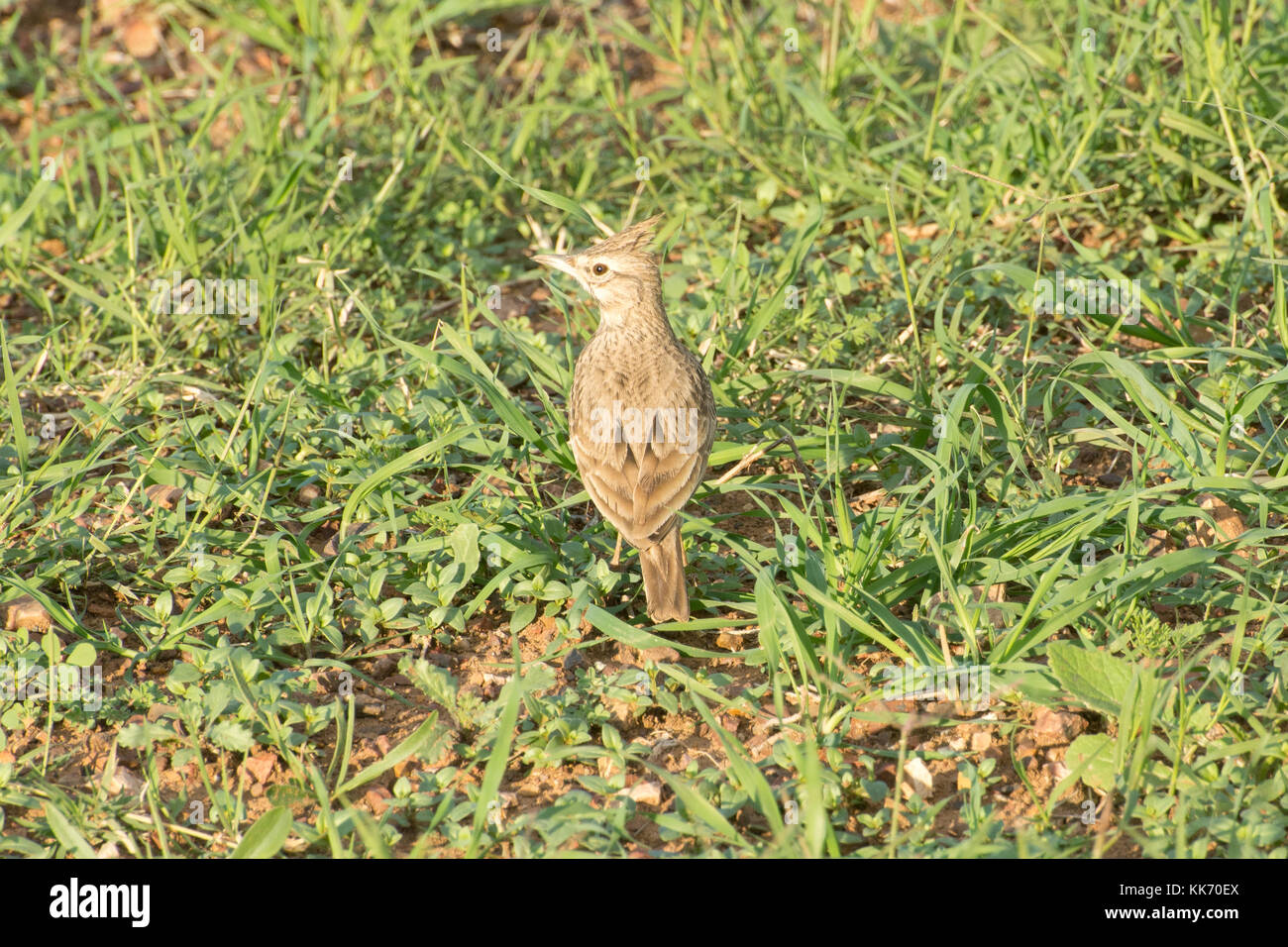 Crested lark (Galerida cristata) in a field in the Akamas Peninsula in Cyprus Stock Photo