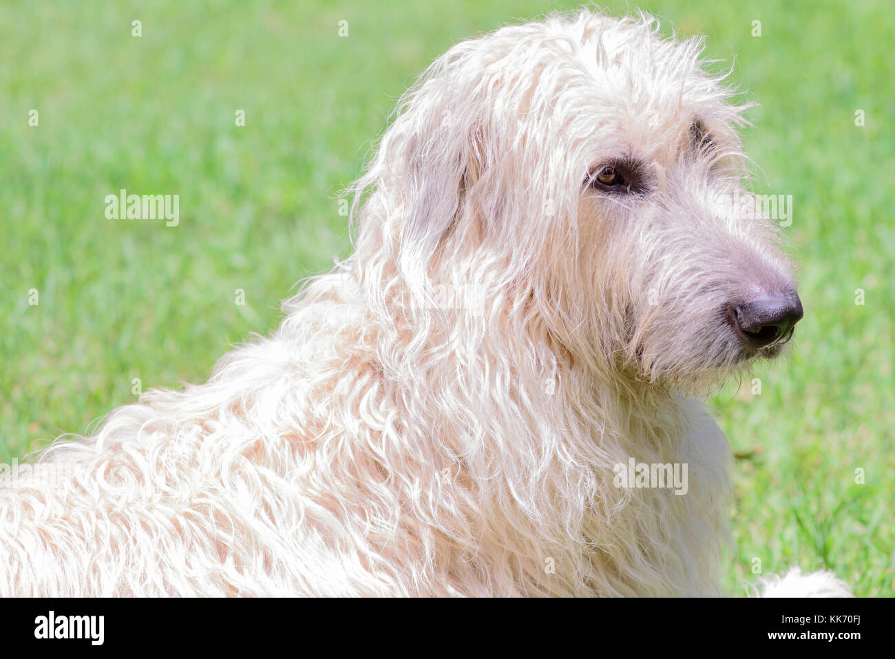Wheaten irish store wolfhound