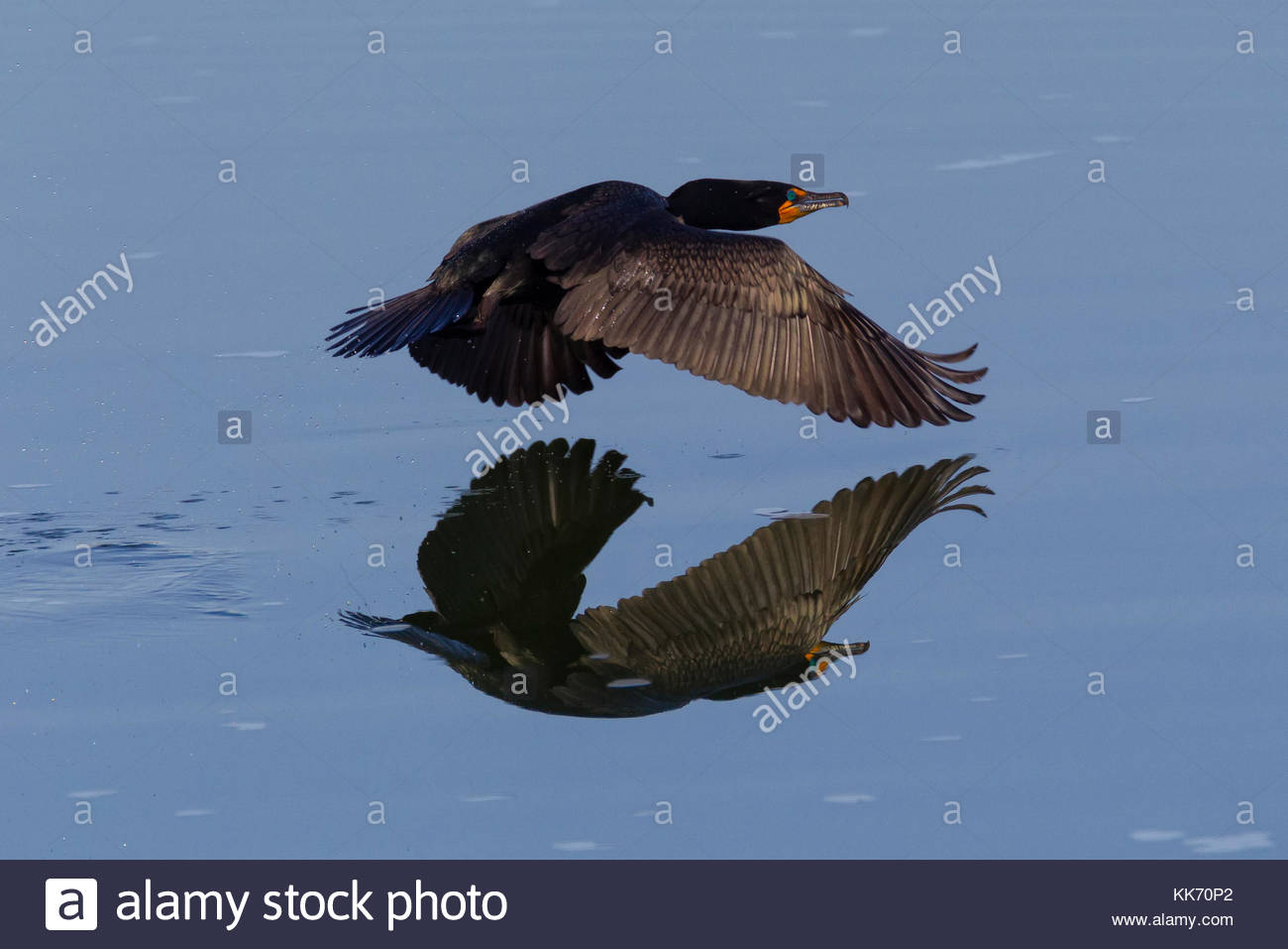 Washington State Bird Water High Resolution Stock Photography and