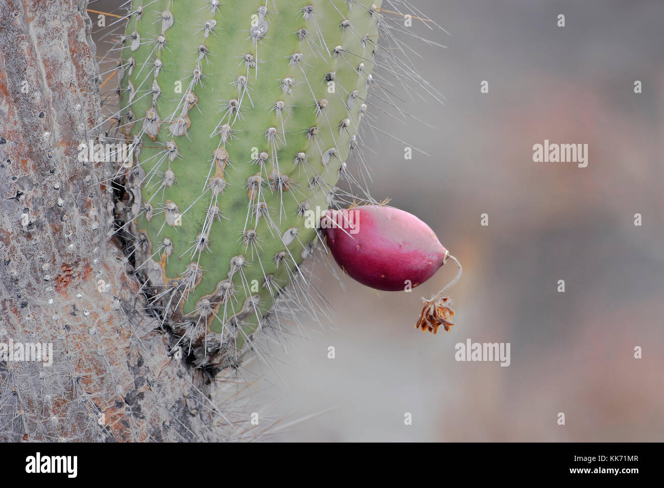 Candelabra cactus (Jasminocereus thouarsii) fruit, Punta Moreno