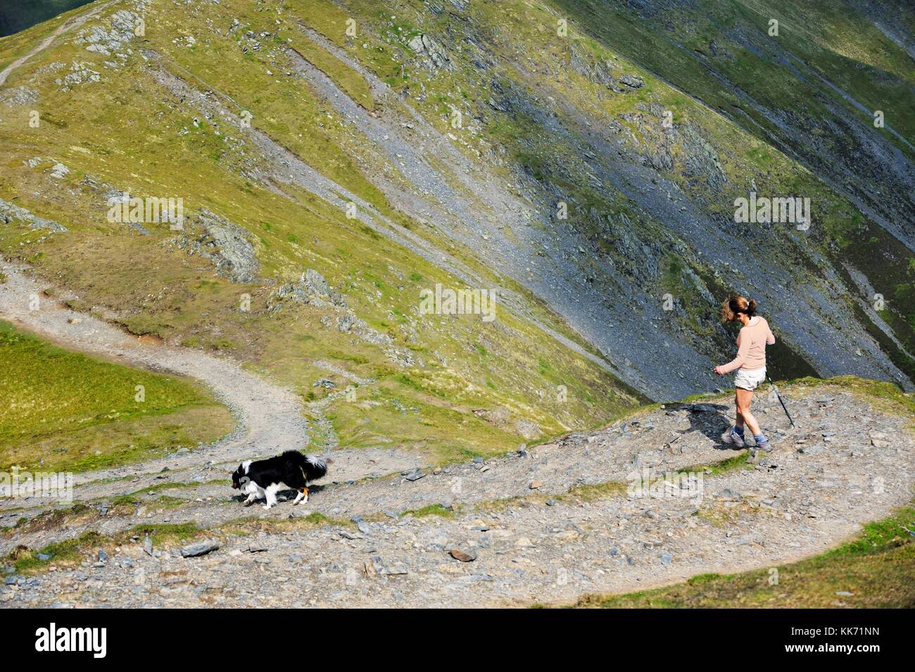 Lake District National Park, Cumbria, England. Woman and border collie dog walking on east flank of Blencathra above Scales Tarn Stock Photo