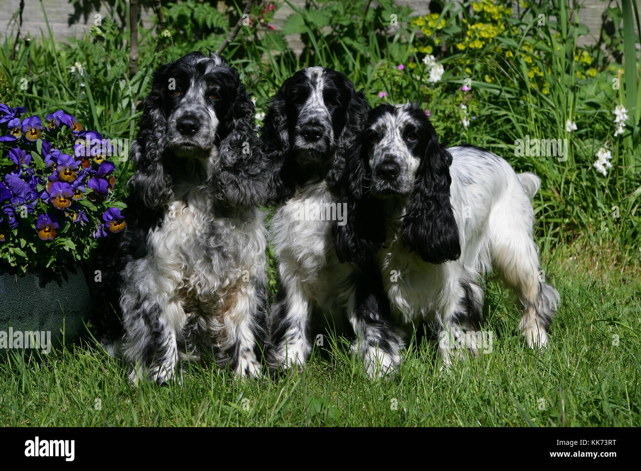 Cocker Spaniel Black White High Resolution Stock Photography and Images ...