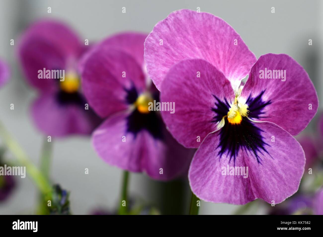 Purple bloom art hi-res stock photography and images - Alamy