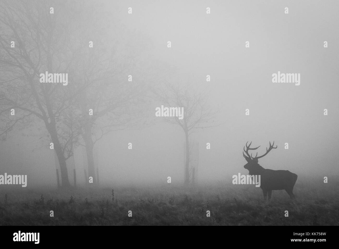 Stag, Male Red Deer, in the mist, cheshire, country park, wildlife Stock Photo