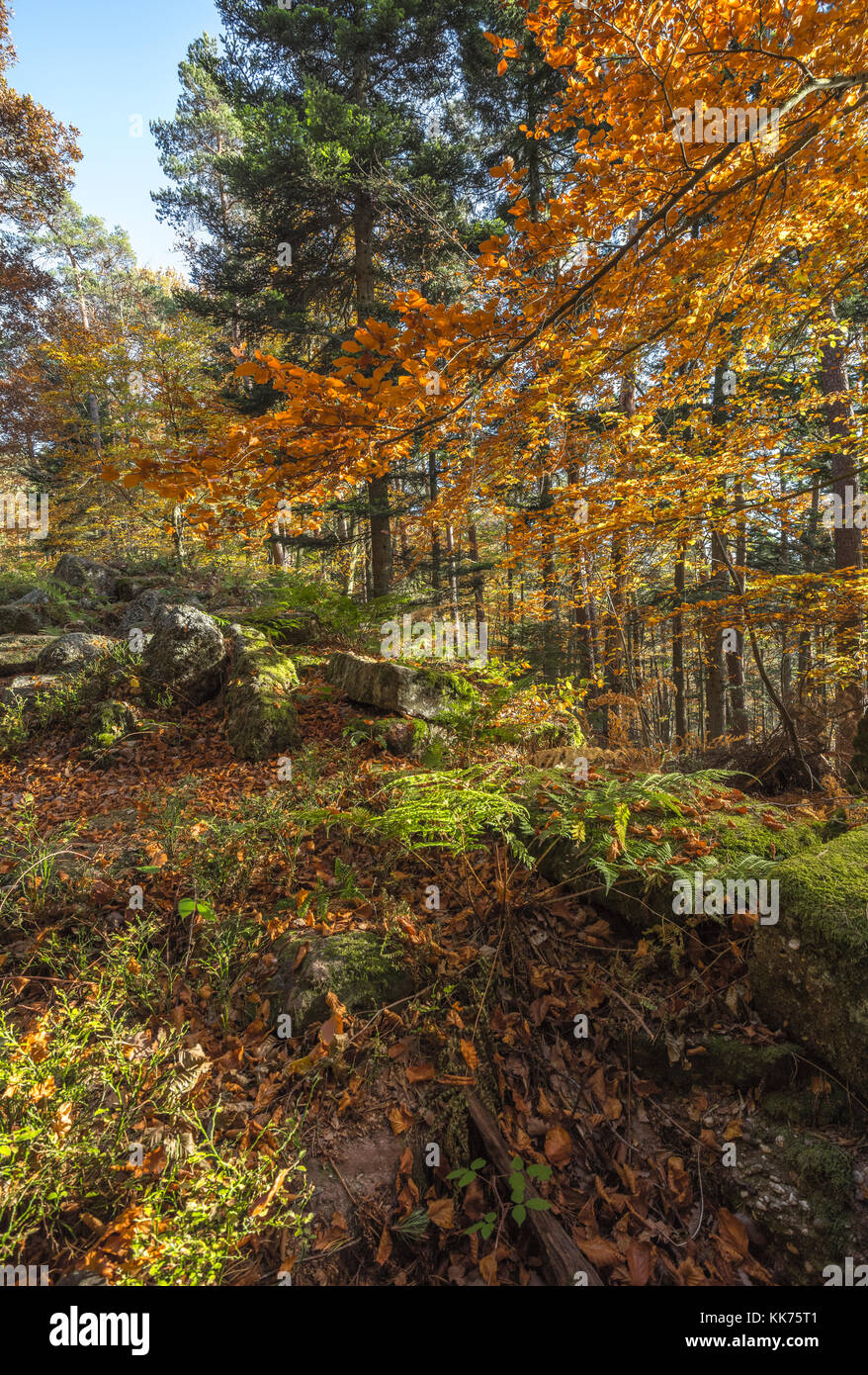 autumn colouring in a forest in the Vosges Mountains, Alsace, France Stock Photo