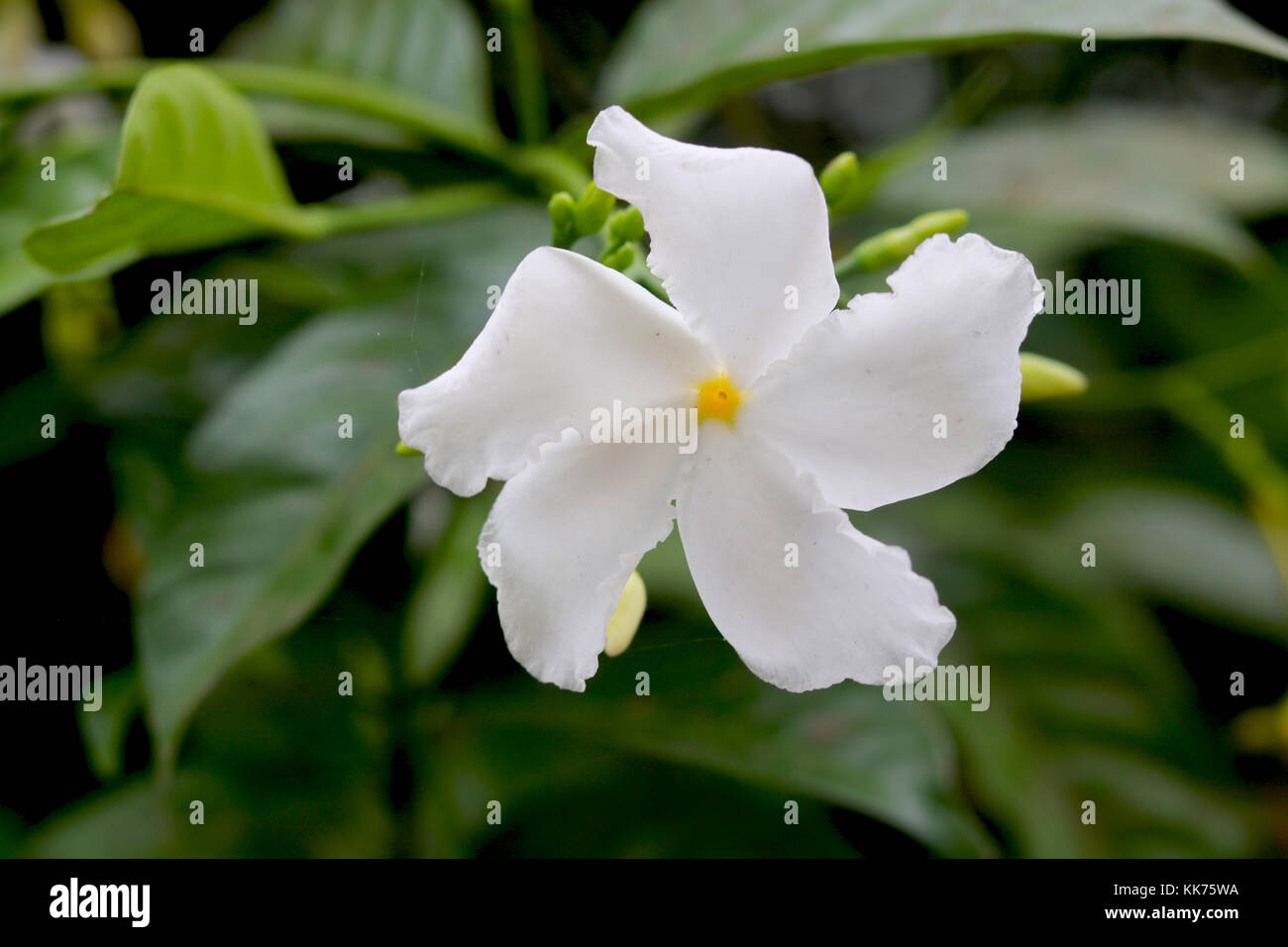 white vinca flower Stock Photo Alamy