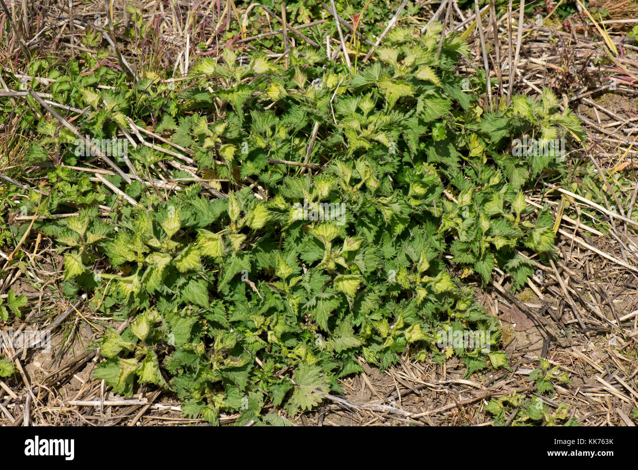 Stinging nettle, Urtica dioica, treated and killed with glyphosate before minimum cultivation seedbed preparation Stock Photo