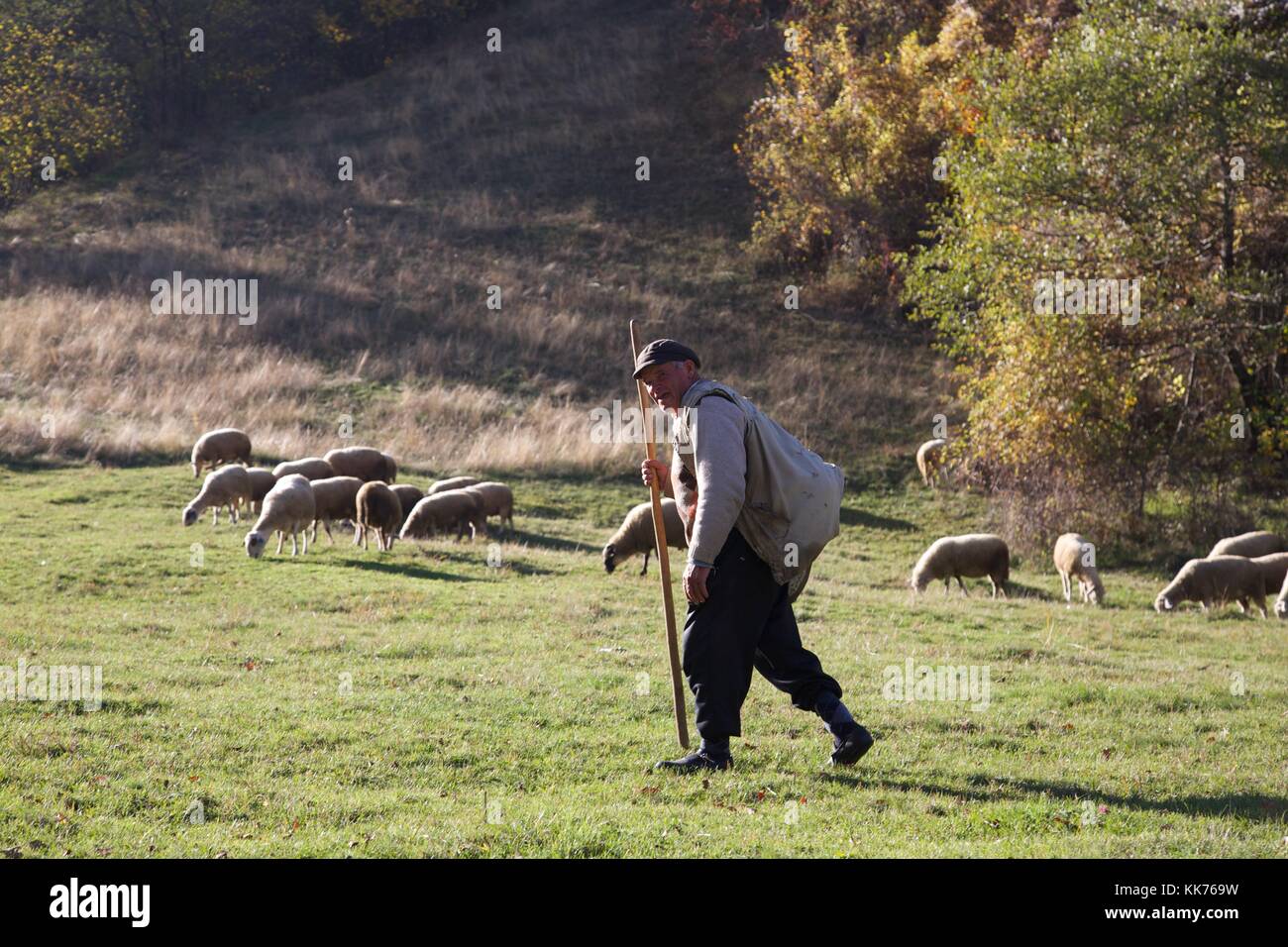 An old man and shepherd tendering his sheep in the fields of southern Kosovo Stock Photo