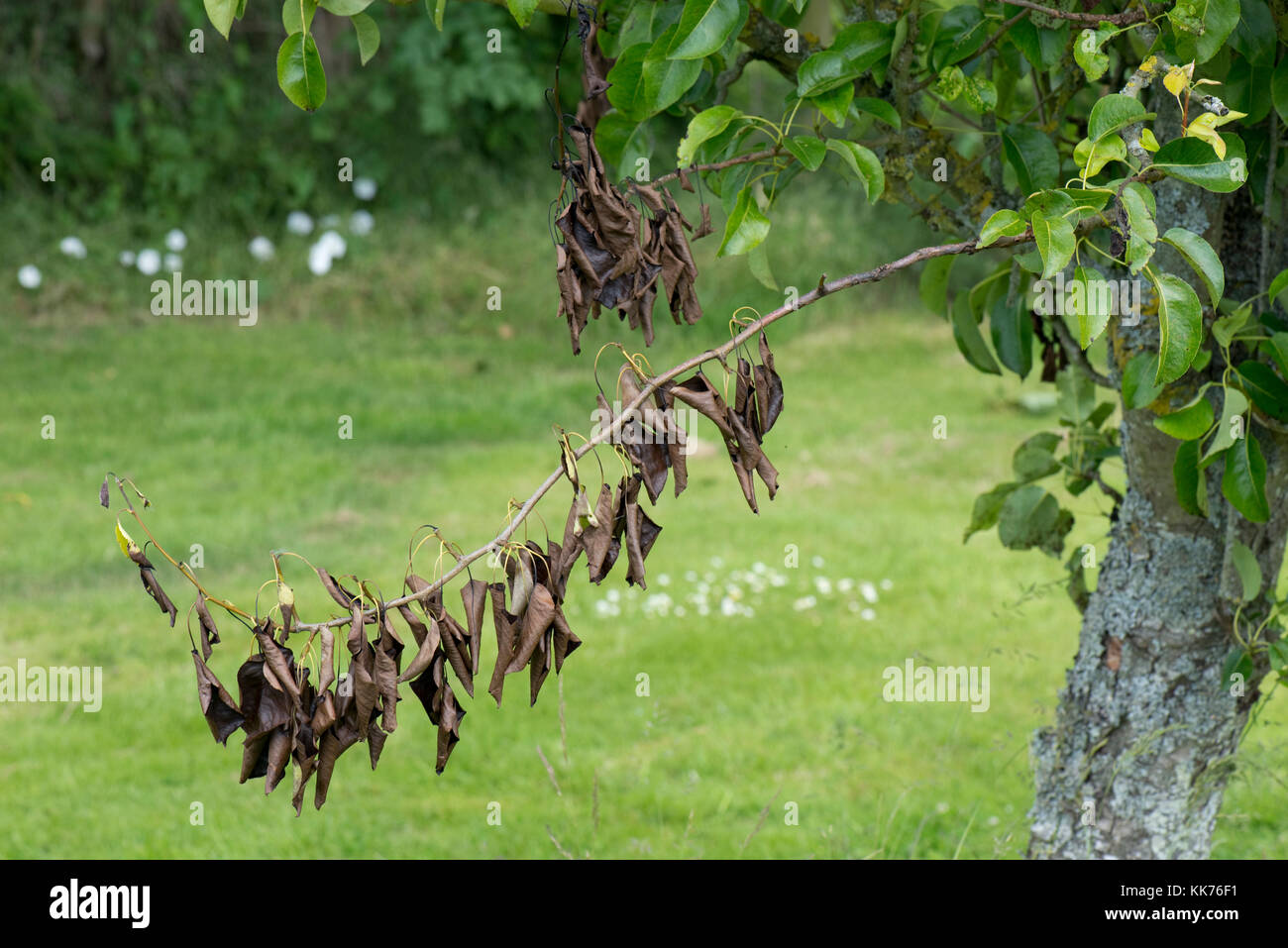 Dead shoot caused by a disease lesion of pear canker, Neonectria ditissima, lower on the branch, Berkshire, June Stock Photo
