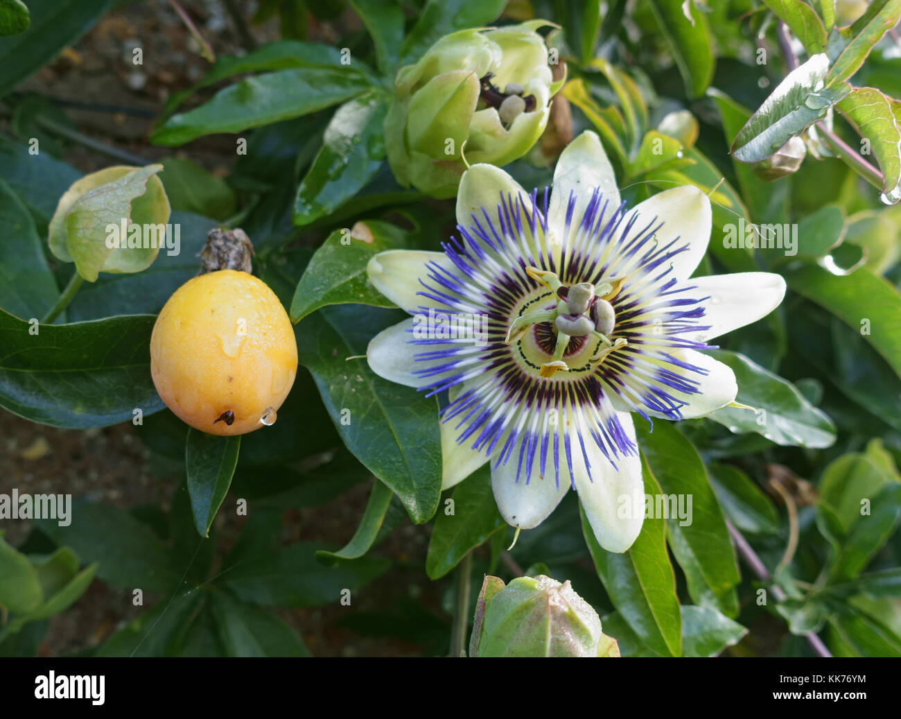 Fruit and flower of an ornamental blue passion flower, Passiflora caerulea, with buds and leaves on climbing vine, September Stock Photo