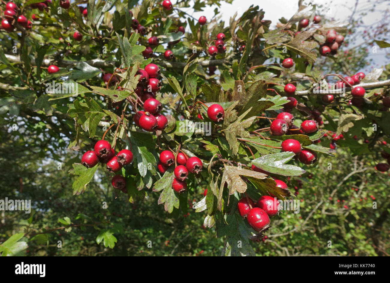 Ripe red hawthorn berries, Crataegus monogyna, and leaves in late summer, Berkshire, September Stock Photo