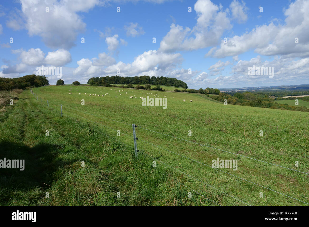 Newly fenced sheep field alongside the Wayfarers Walk on the North Wessex Downs on a fine late summer day Stock Photo