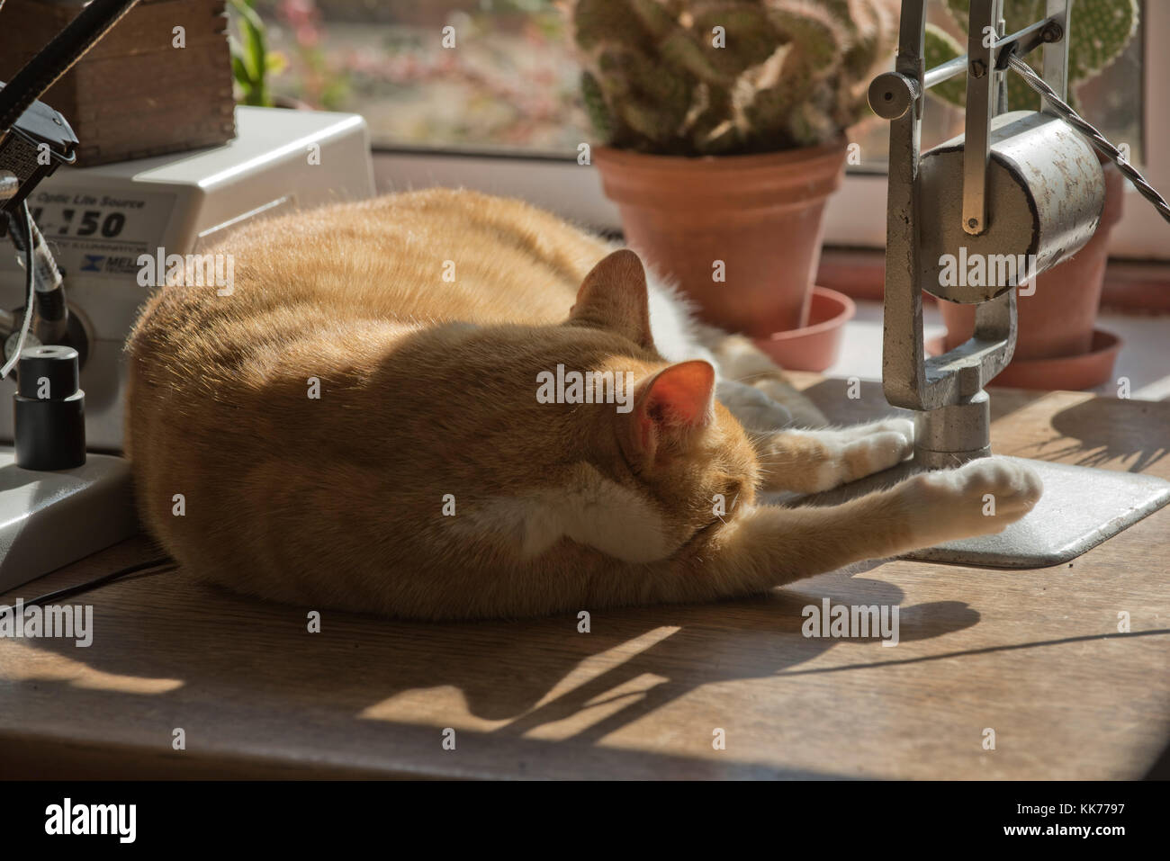 A ginger marmalade cat resting on a desk in the sunshine and resting her head on her leg, Berkshire, September Stock Photo