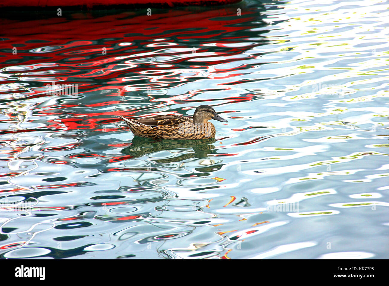 a female duck swims in the water, in which a boat is reflected Stock Photo