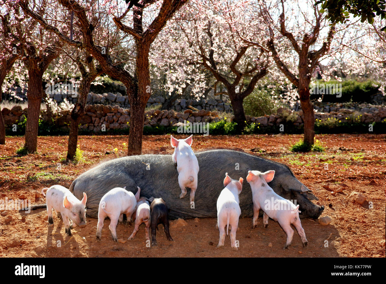 a black sow lying on a red field with seven piglets under flowering almond trees Stock Photo
