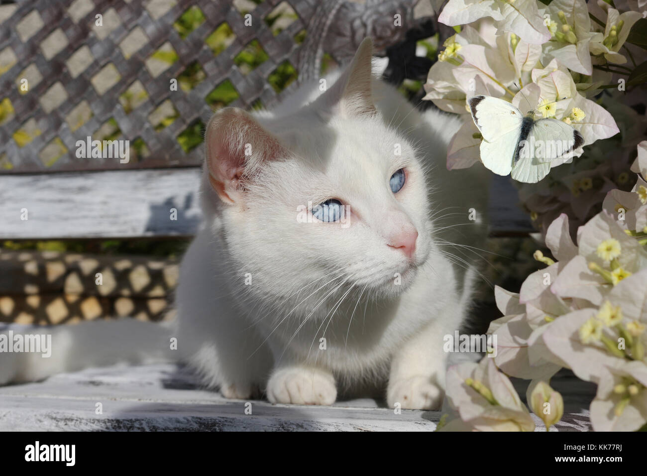 white domestic cat watching a white butterfly Stock Photo