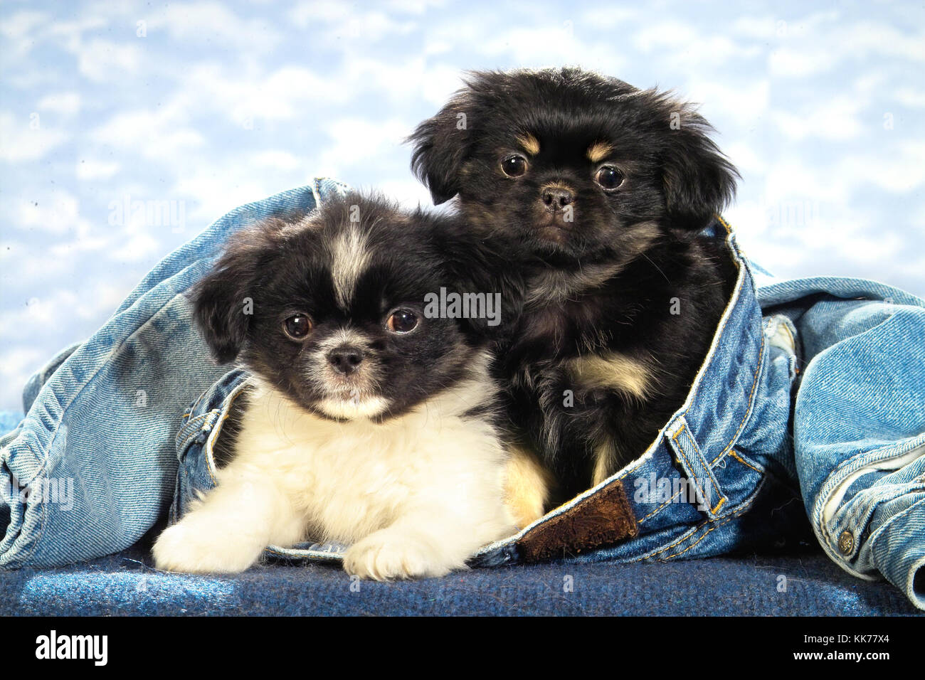 two pekingese puppies Stock Photo