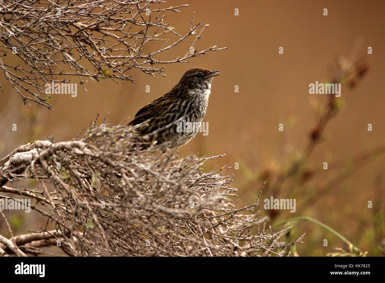 New Zealand fernbird Stock Photo