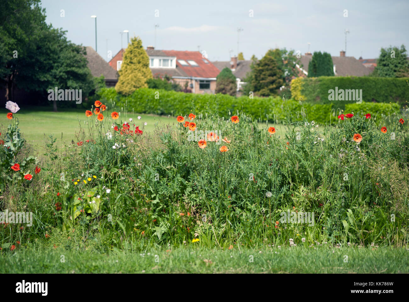 Wild flowers planted on roadside verge Coventry Stock Photo
