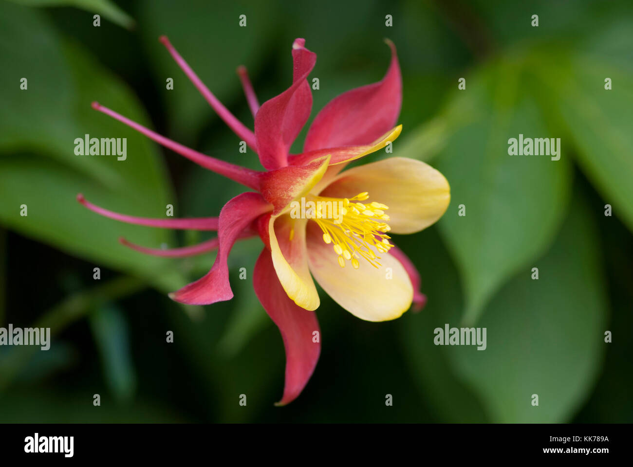 AQUILEGIA MRS SCOTT-ELLIOT HYBRIDS Stock Photo