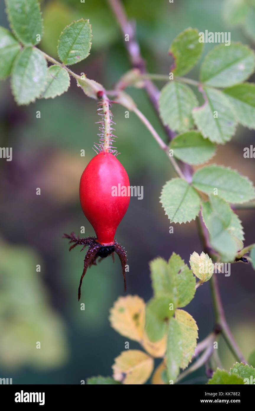 ROSA ARVENSIS Stock Photo