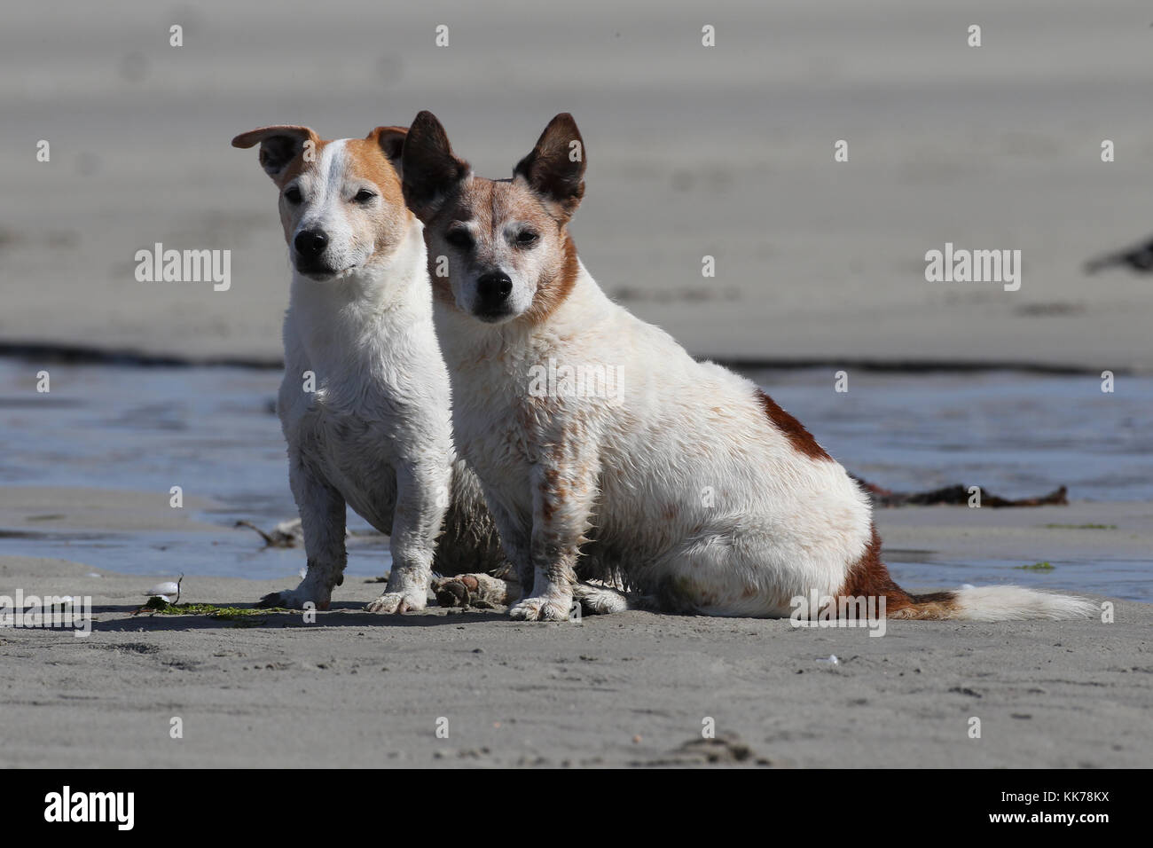 Terrier - Jack Russell Jack Russell Terrier Rebel Terrier Stock Photo